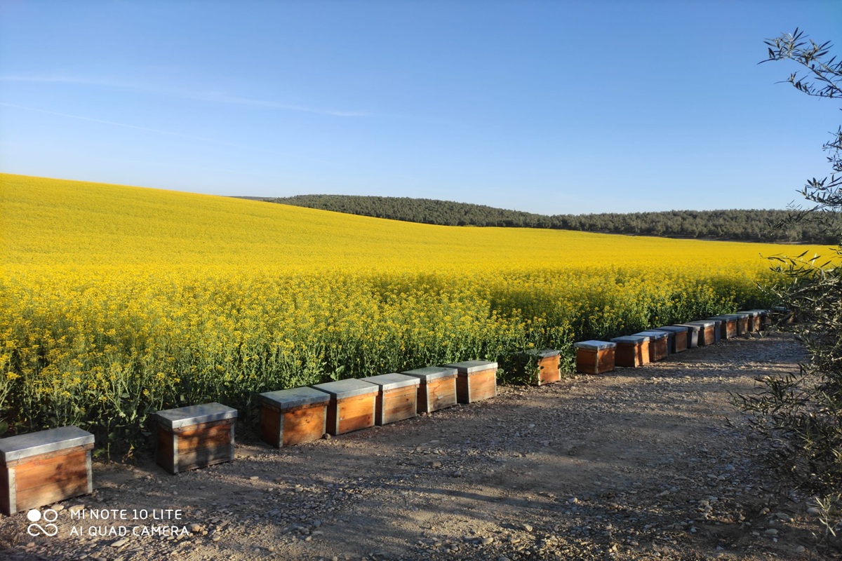 Colmenas familiares en Andalucía, apicultores cuidando las abejas